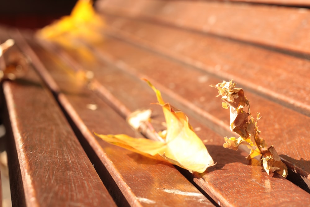 a close up of a bench with a leaf on it