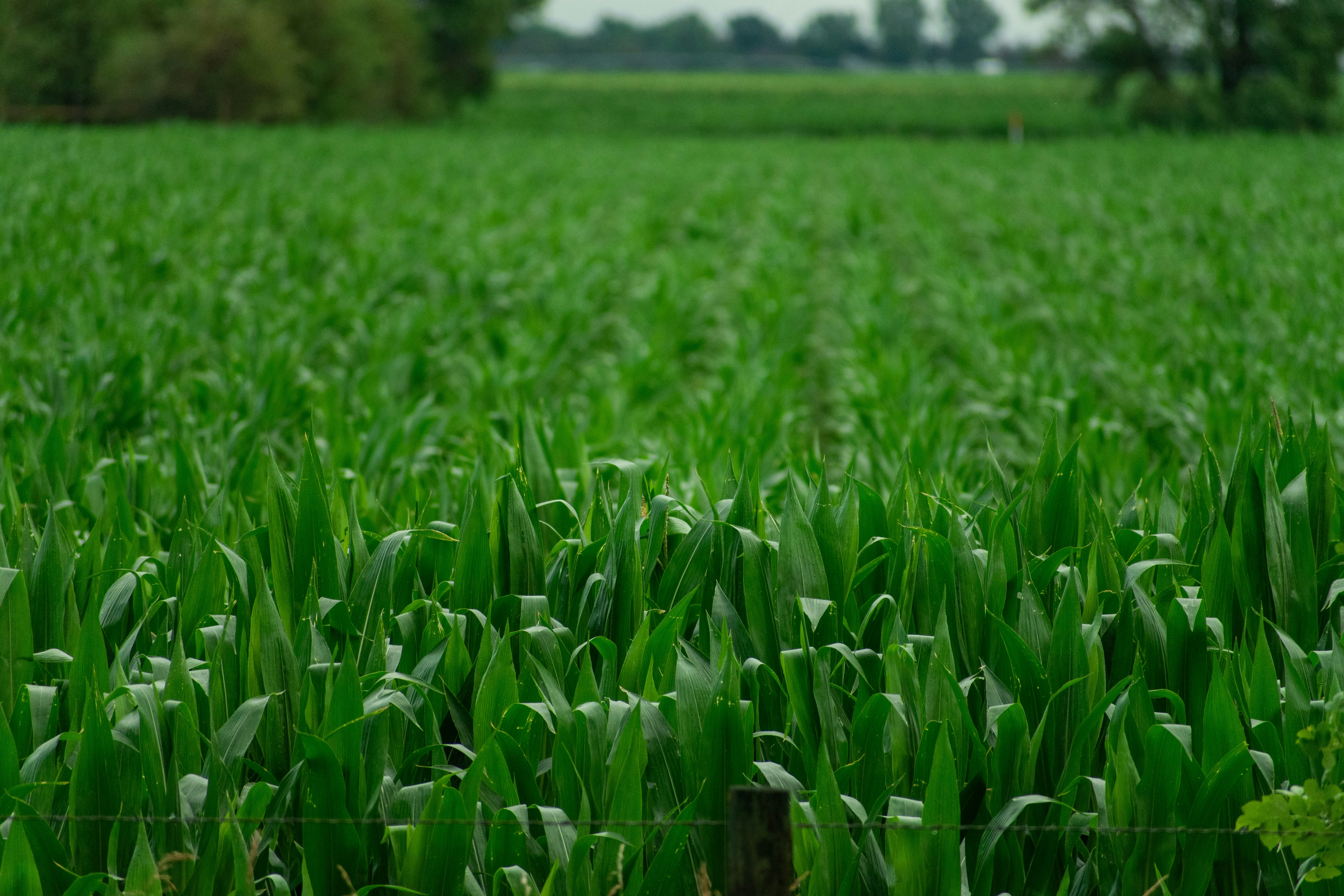 Photo by ukprajapati