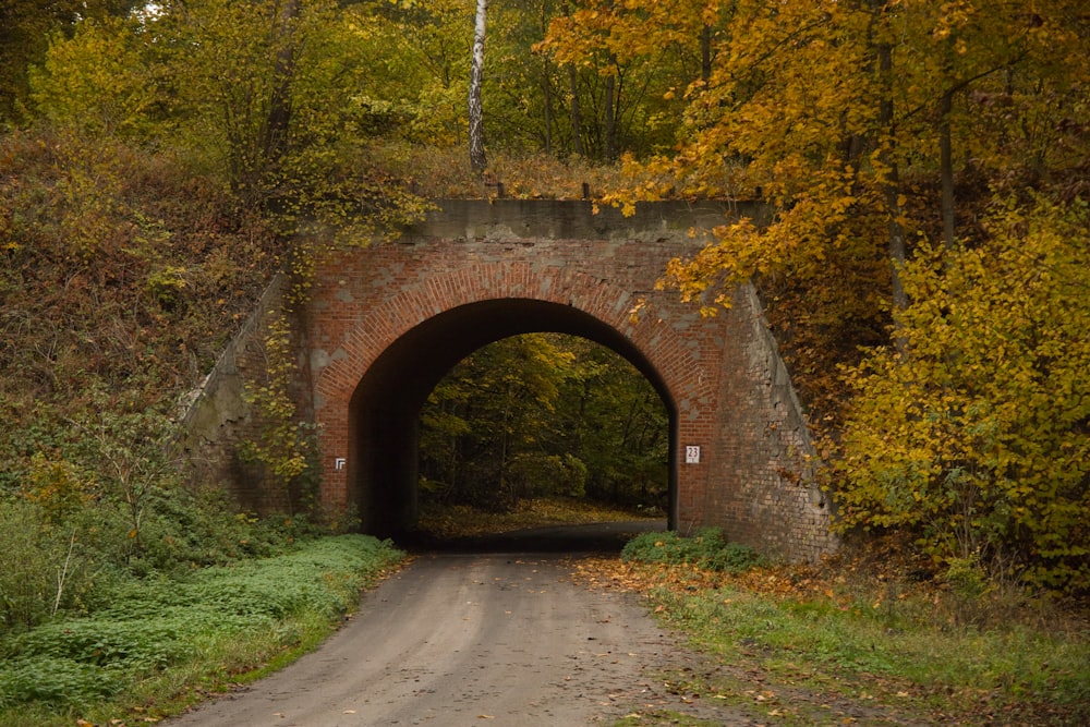 a road going through a tunnel in the woods