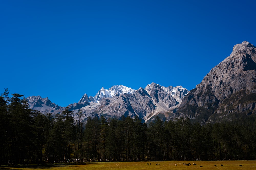 a mountain range with trees and animals in the foreground