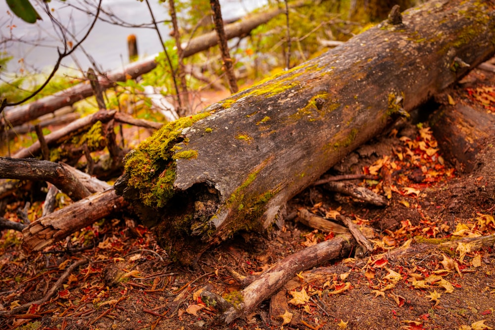 a log that is laying on the ground
