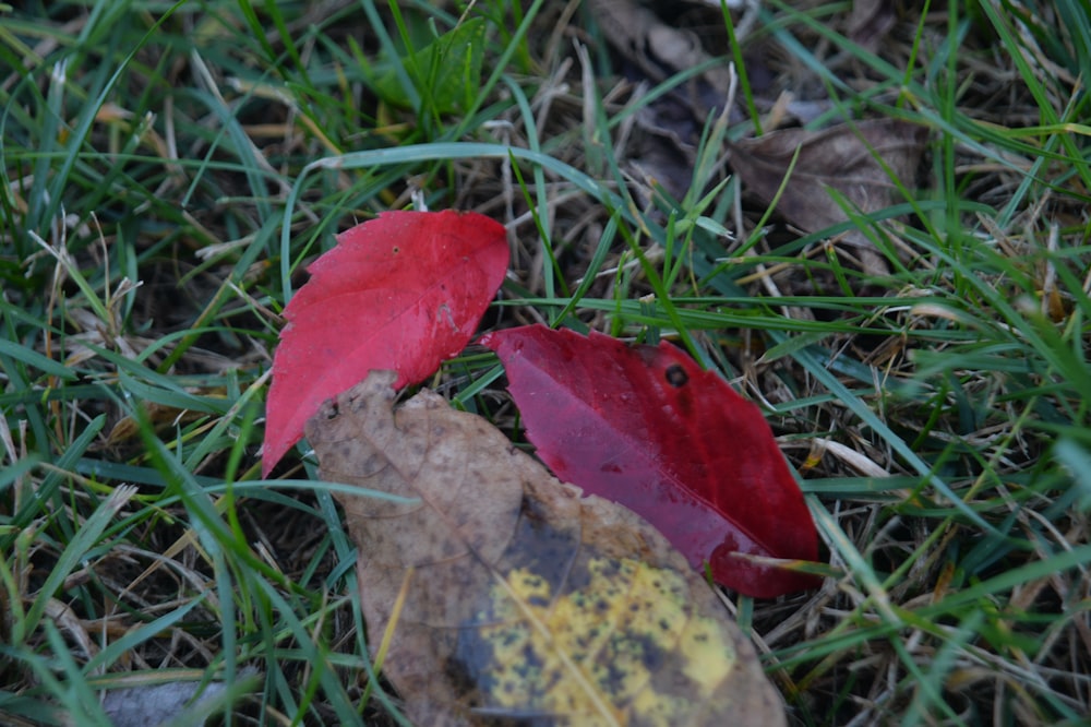 a couple of red leaves laying on top of a lush green field