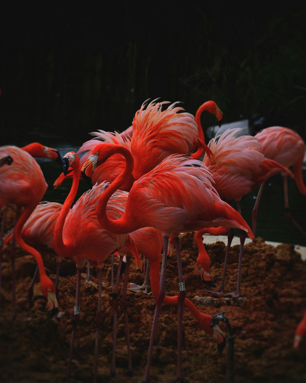 a group of pink flamingos standing around in the dirt