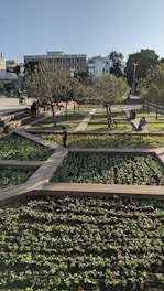 A consultant discussing plant layout plans with a client in a sunny garden setting.