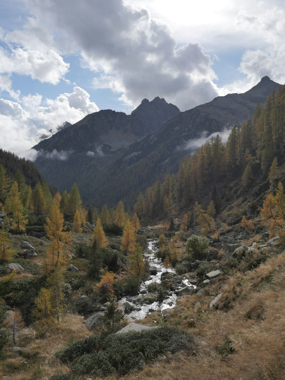 Un río que atraviesa un frondoso bosque verde