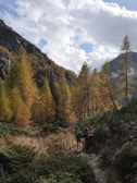 Hikers walking along a forest trail surrounded by autumn foliage in Yellowstone