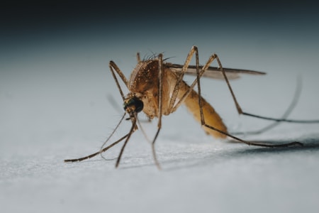 A close-up of a mosquito with detailed focus on its legs, wings, and body against a neutral background. The image highlights its delicate structure and elongated proboscis.