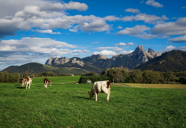 A picturesque farm landscape showcasing cows grazing in a green pasture.