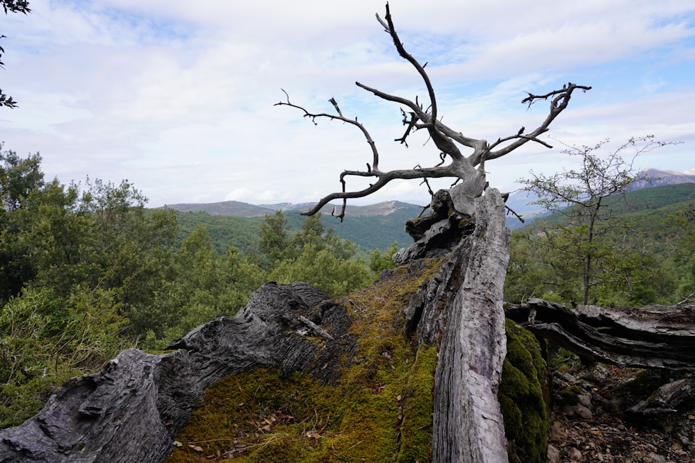 a tree that has fallen down in the woods