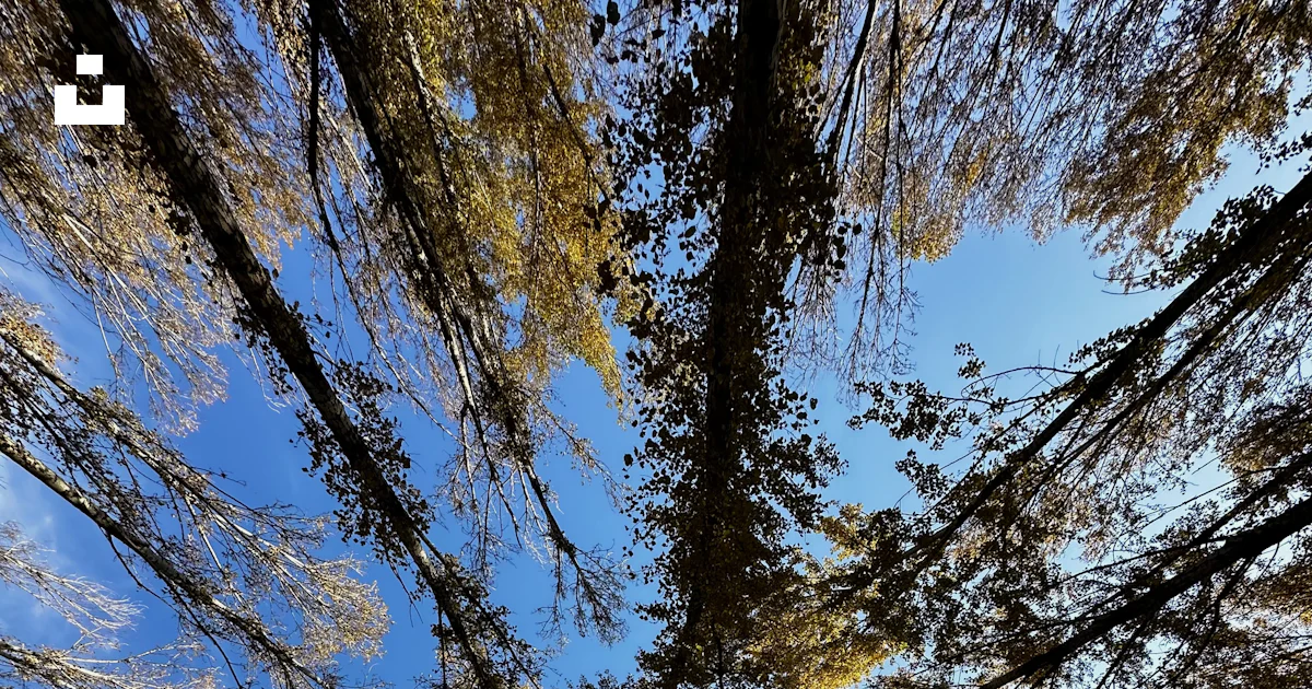 Eine Gruppe Hoher B ume Die Nebeneinander Stehen Foto Kostenloses eine-gruppe-hoher-b-ume-die-nebeneinander-stehen-foto-kostenloses