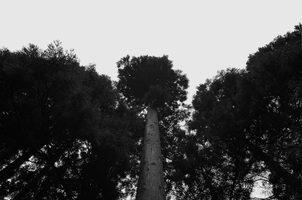 Una foto en blanco y negro de un árbol alto