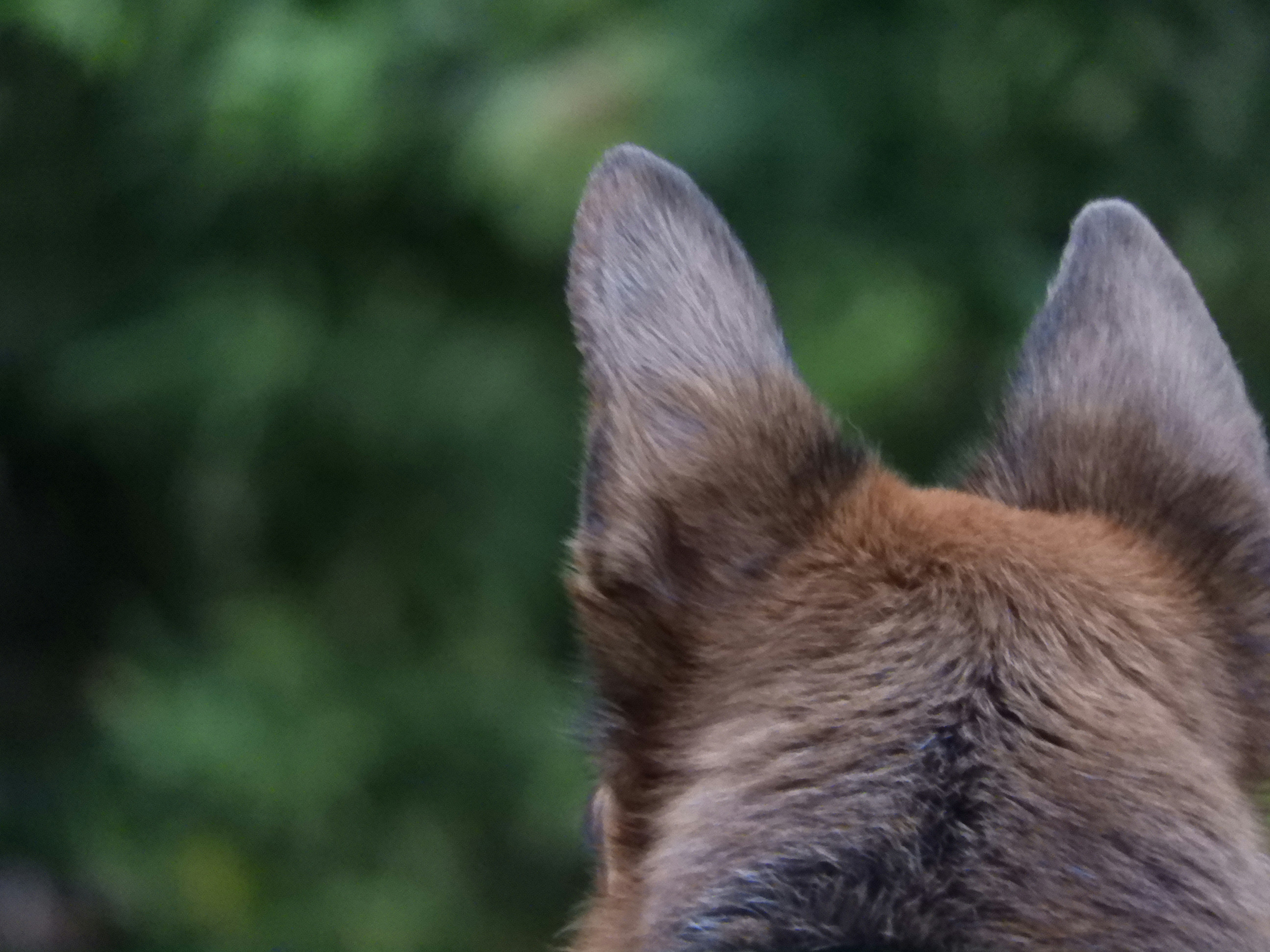 a close up of a dog's face with trees in the background