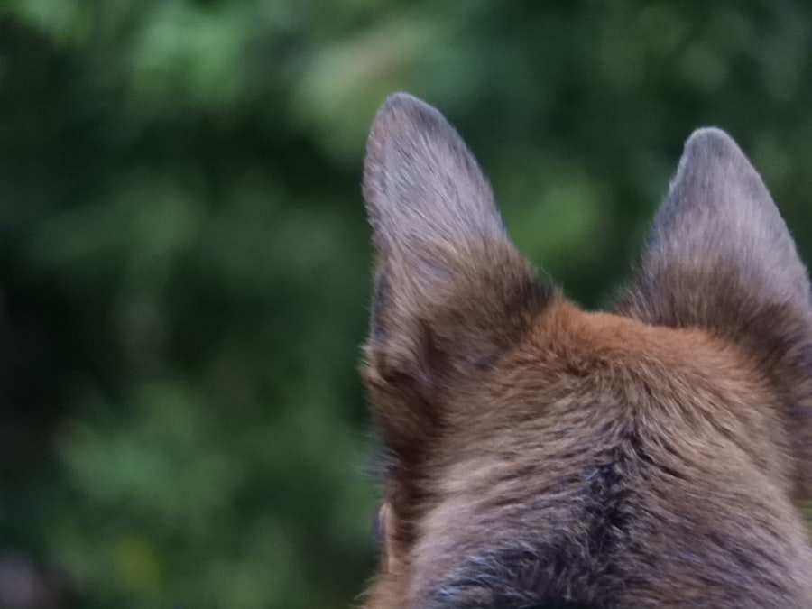 Golden retriever with floppy ears being examined by a veterinarian for an ear infection