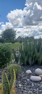 A lush garden scene features a variety of plants, including tall green succulents and shrubs. Smooth white stones are scattered among the gray gravel, enhancing the landscape design. In the background, a tree stands near a quaint house with a triangular roof, partially visible against a backdrop of a bright blue sky dotted with fluffy white clouds.