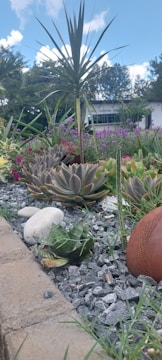 A professional landscaper arranging yucca plants in a Mediterranean-style garden.