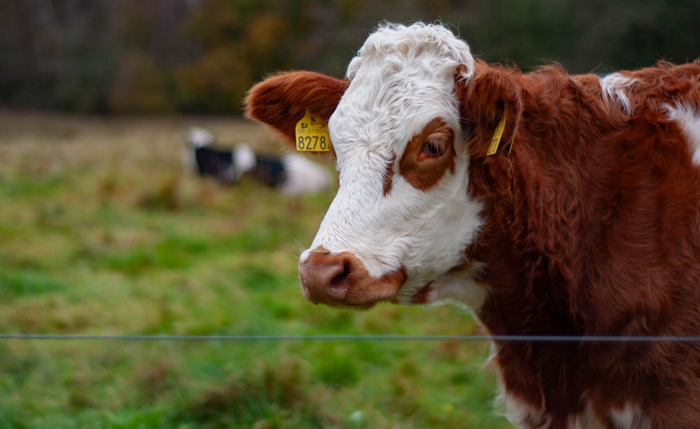 a brown and white cow with a yellow tag on its ear