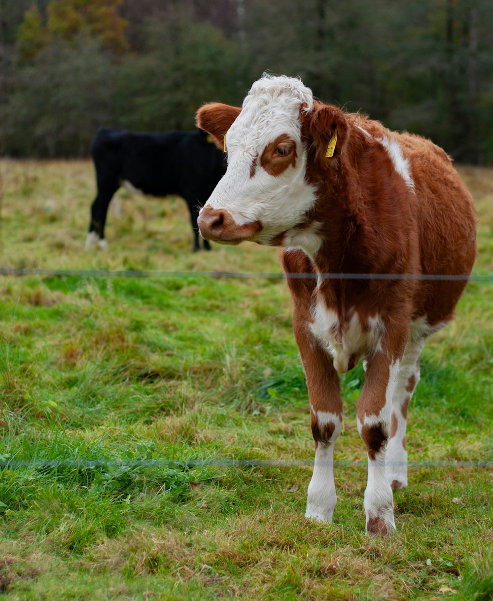 a brown and white cow standing on top of a lush green field