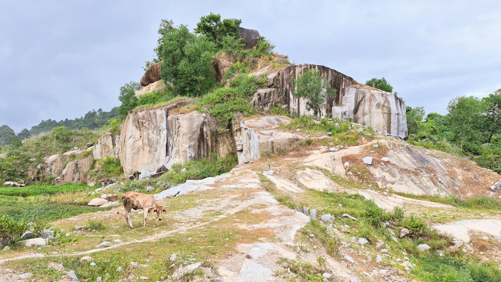 uma vaca em pé no topo de uma encosta verde exuberante