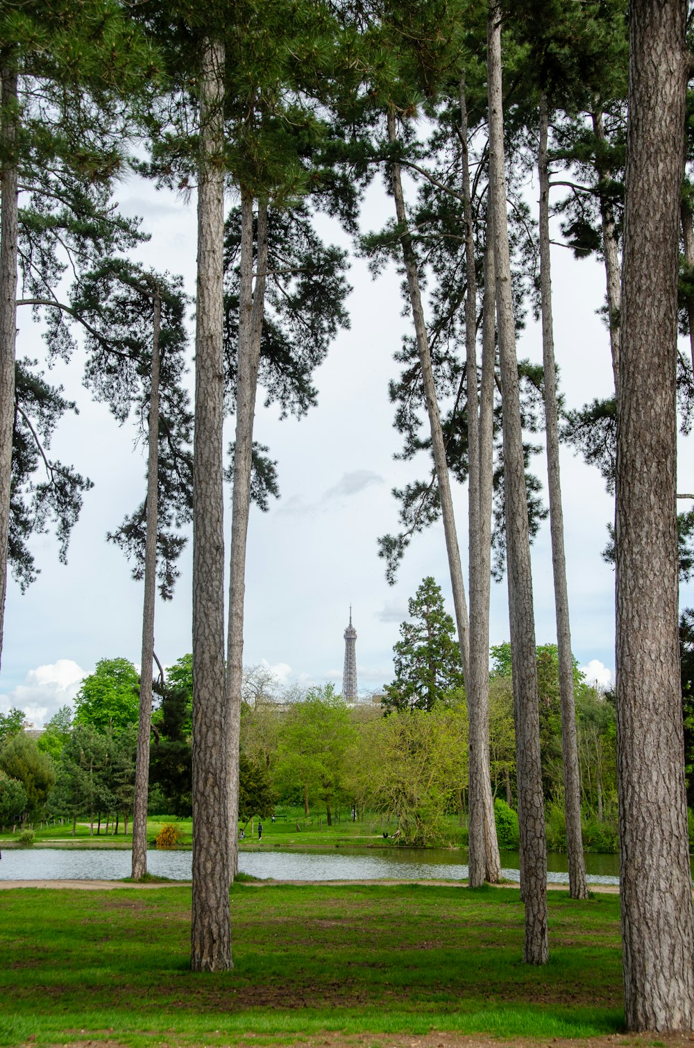 a park with trees and a tower in the background