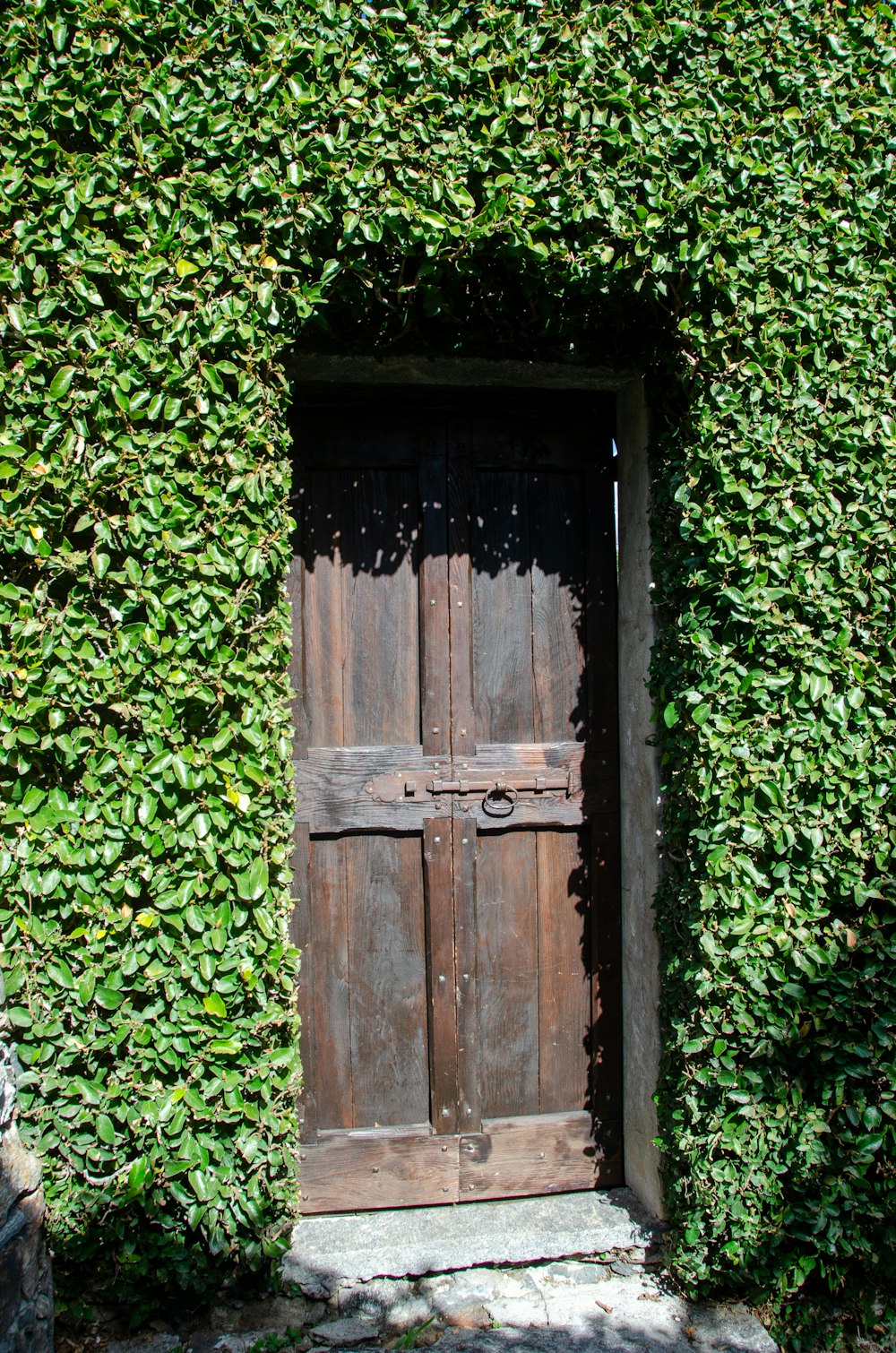 a wooden door surrounded by green plants
