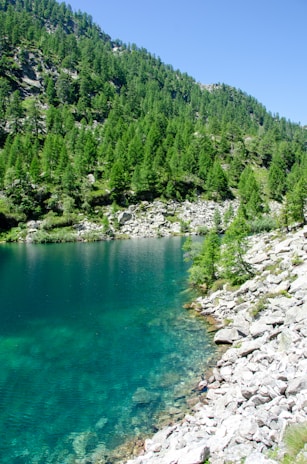 A serene lake reflecting the surrounding pine trees under a clear blue sky in the Northwest.