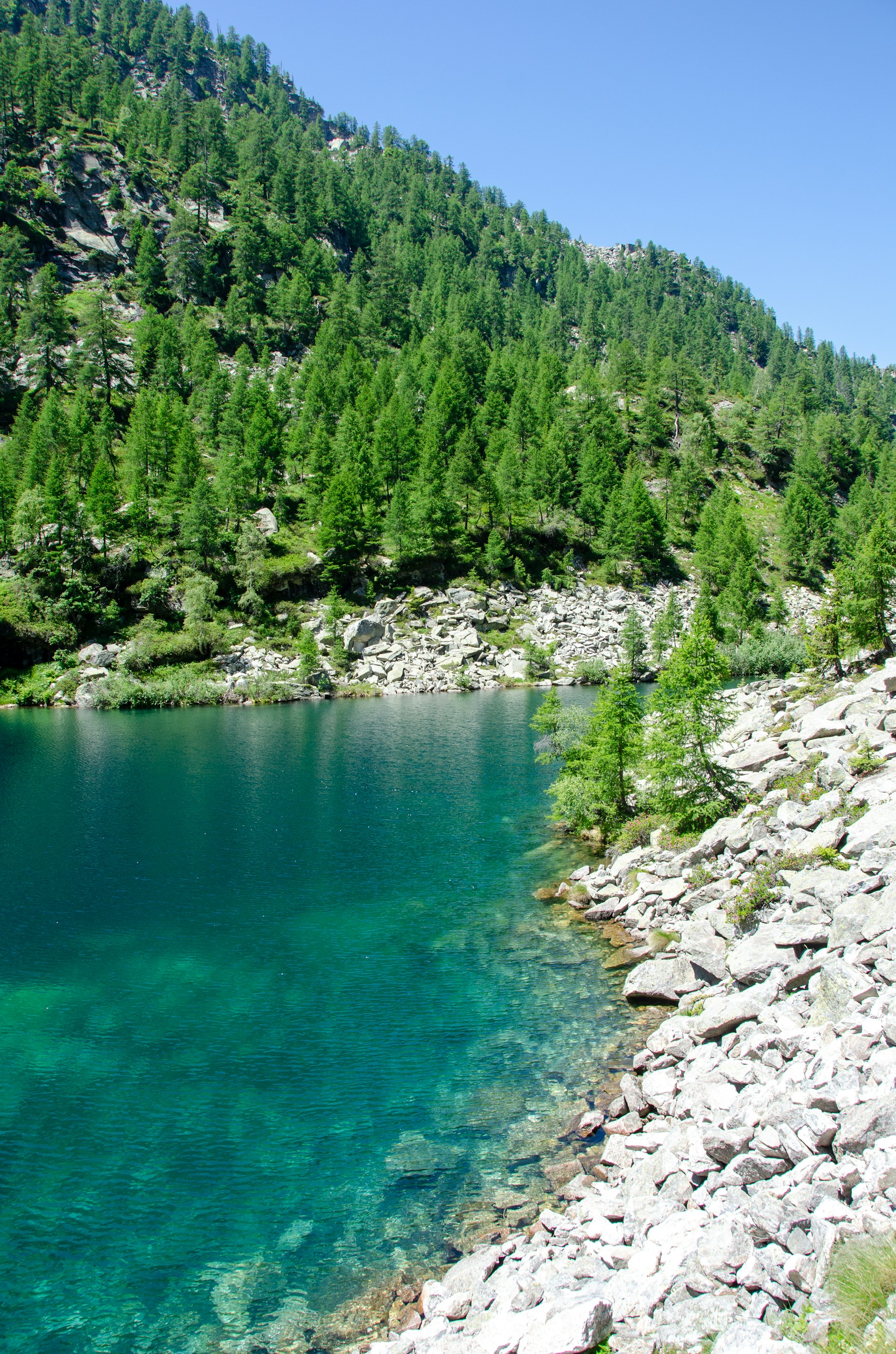 A serene mountain lake surrounded by lush pine trees under a clear blue sky.