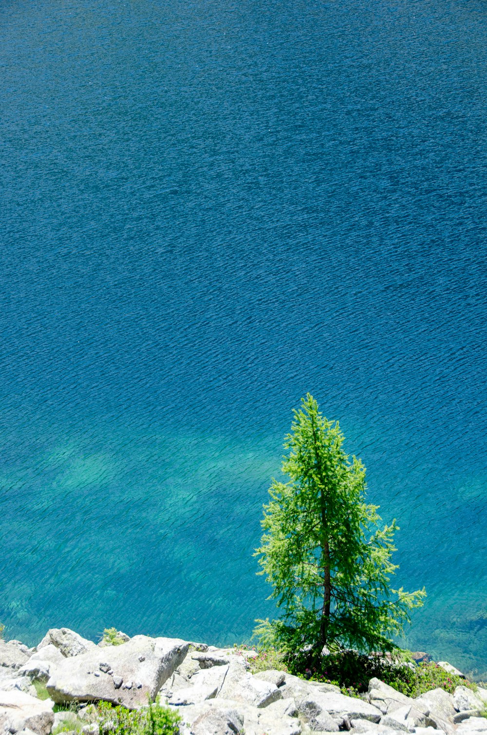 a lone tree sitting on the edge of a lake