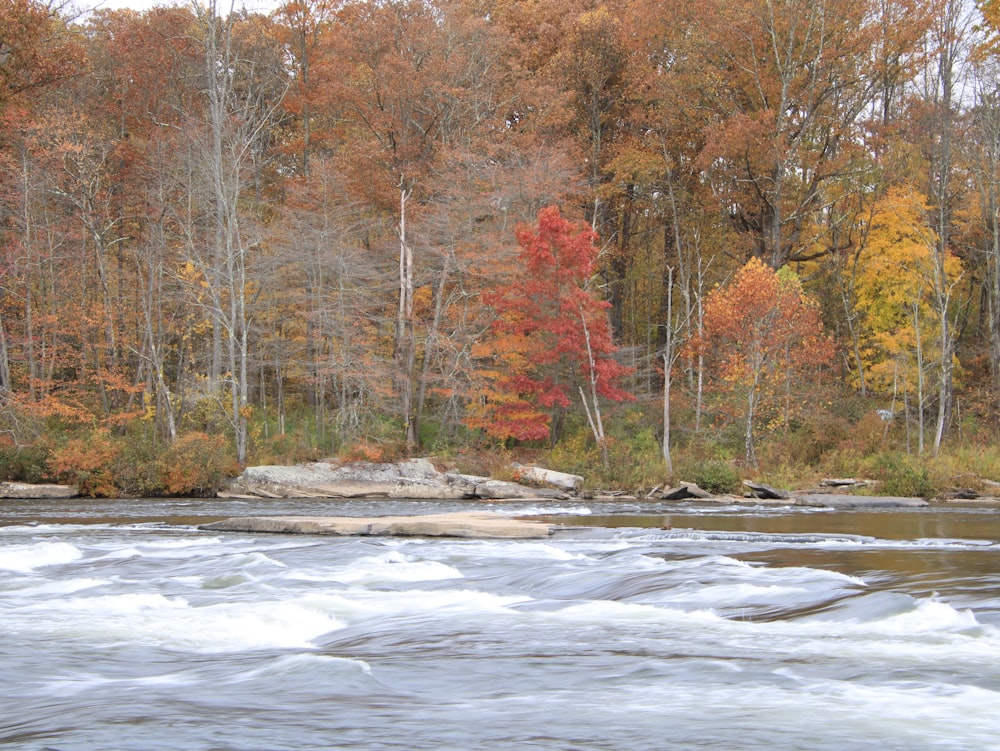 a river running through a forest filled with lots of trees