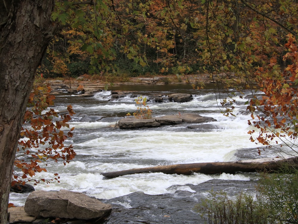 a river running through a forest filled with lots of trees