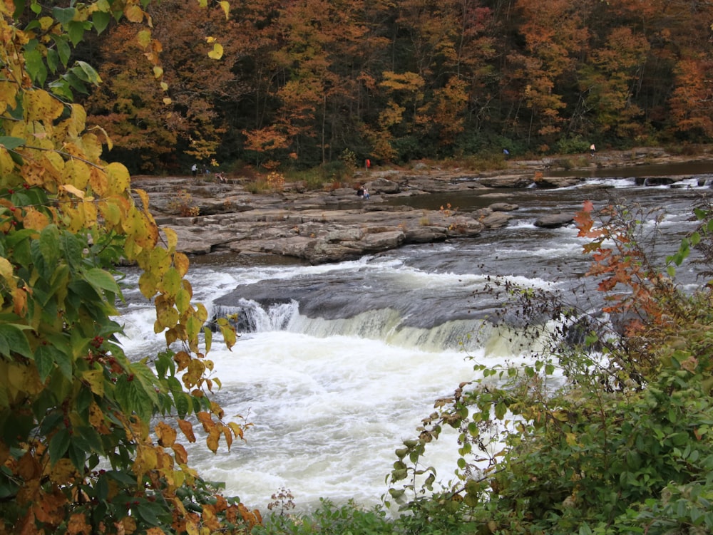 a river running through a forest filled with lots of trees