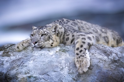 Photo of a snow leopard quietly walking among rocky terrain in Ladakh.