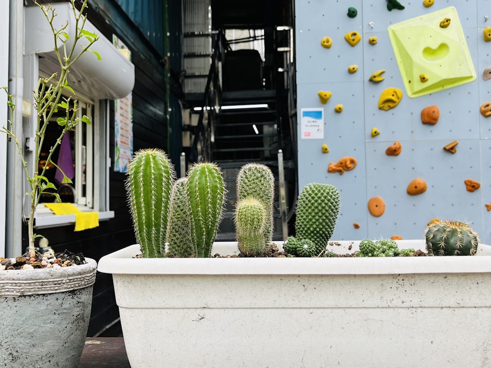 a large potted cactus sitting in front of a climbing wall