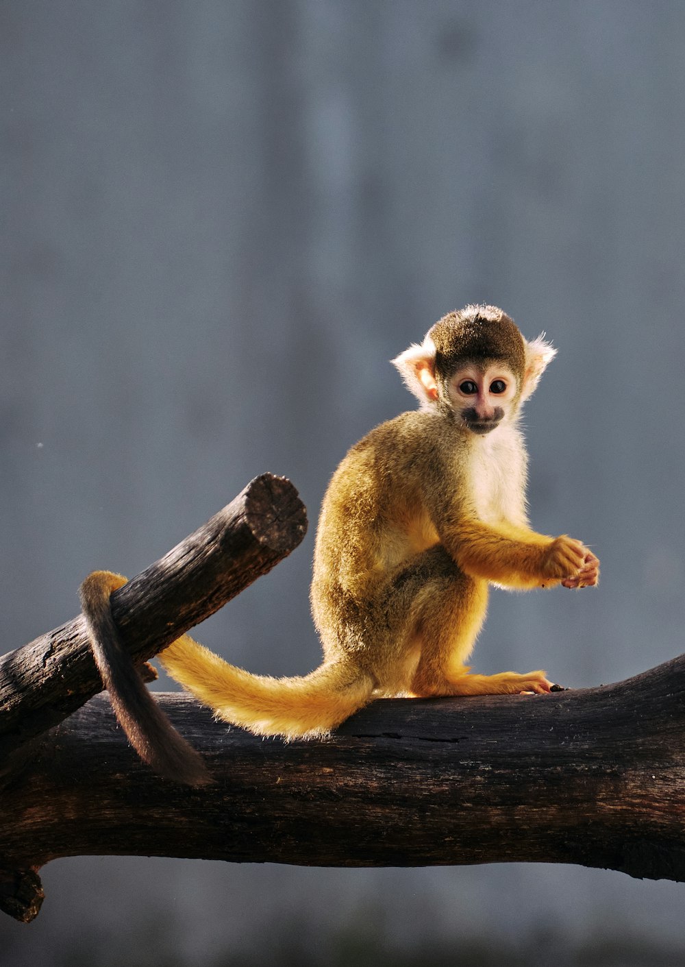 a small monkey sitting on top of a tree branch