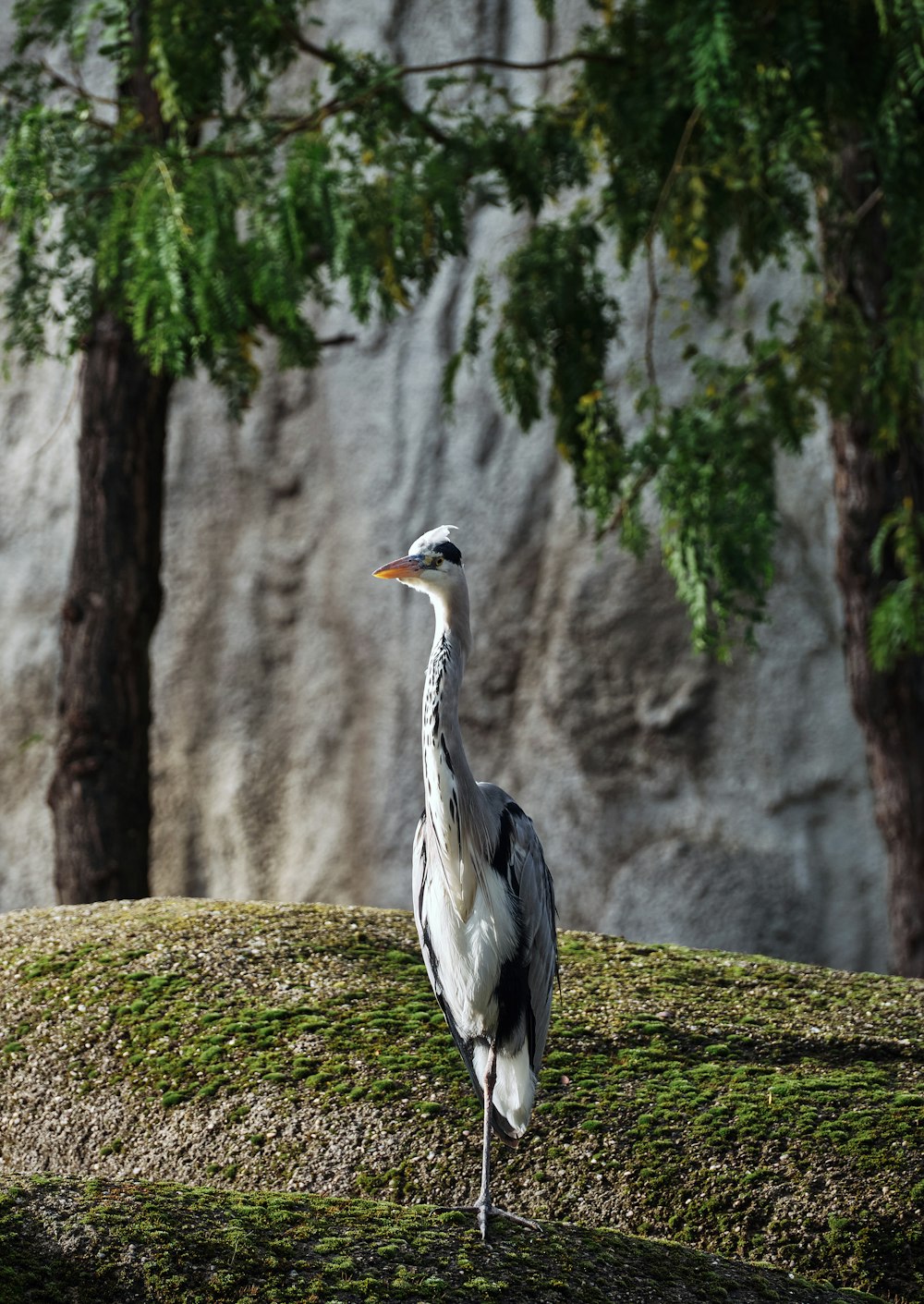 a large bird standing on top of a lush green field