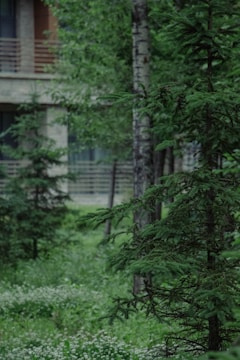 A serene forest-luxe residence blending seamlessly with ancient trees and natural landscape.