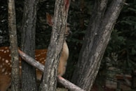 A young deer partially hidden among tree trunks in a wooded area. The dappled light comes through the branches, highlighting the deer's spotted coat and creating a serene and natural setting.