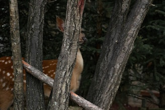 A young deer partially hidden among tree trunks in a wooded area. The dappled light comes through the branches, highlighting the deer's spotted coat and creating a serene and natural setting.