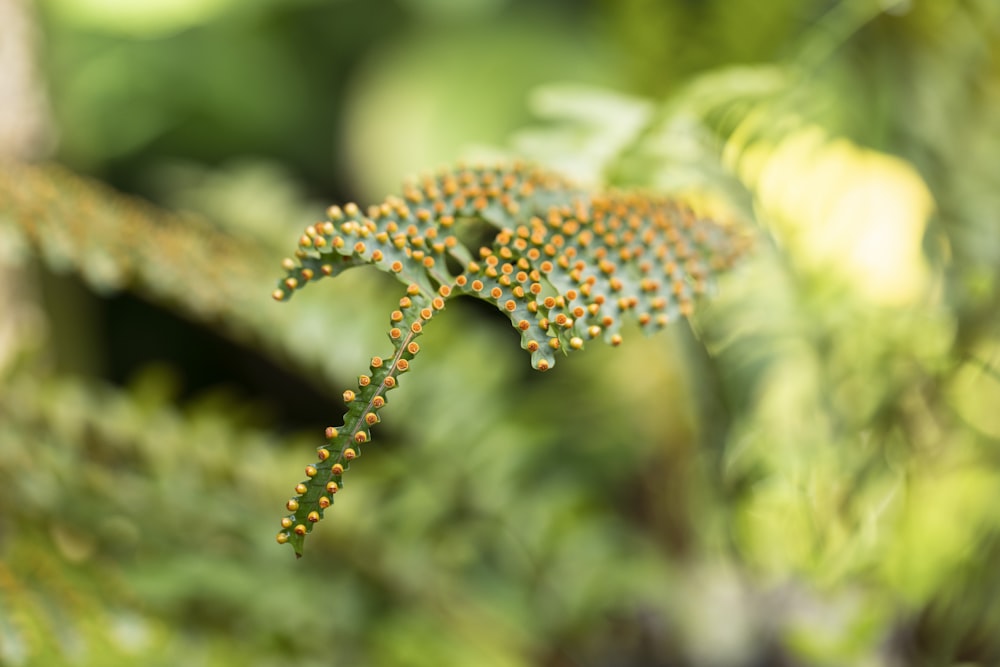 Nahaufnahme einer grünen Pflanze mit winzigen gelben Punkten