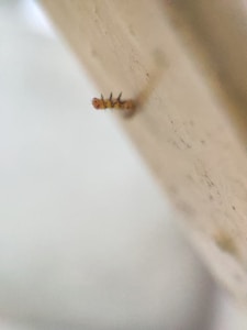 A small insect with a reddish-brown body and black spikes is positioned on a wooden or textured vertical surface. The background is blurred and light-colored, creating a shallow depth of field effect.