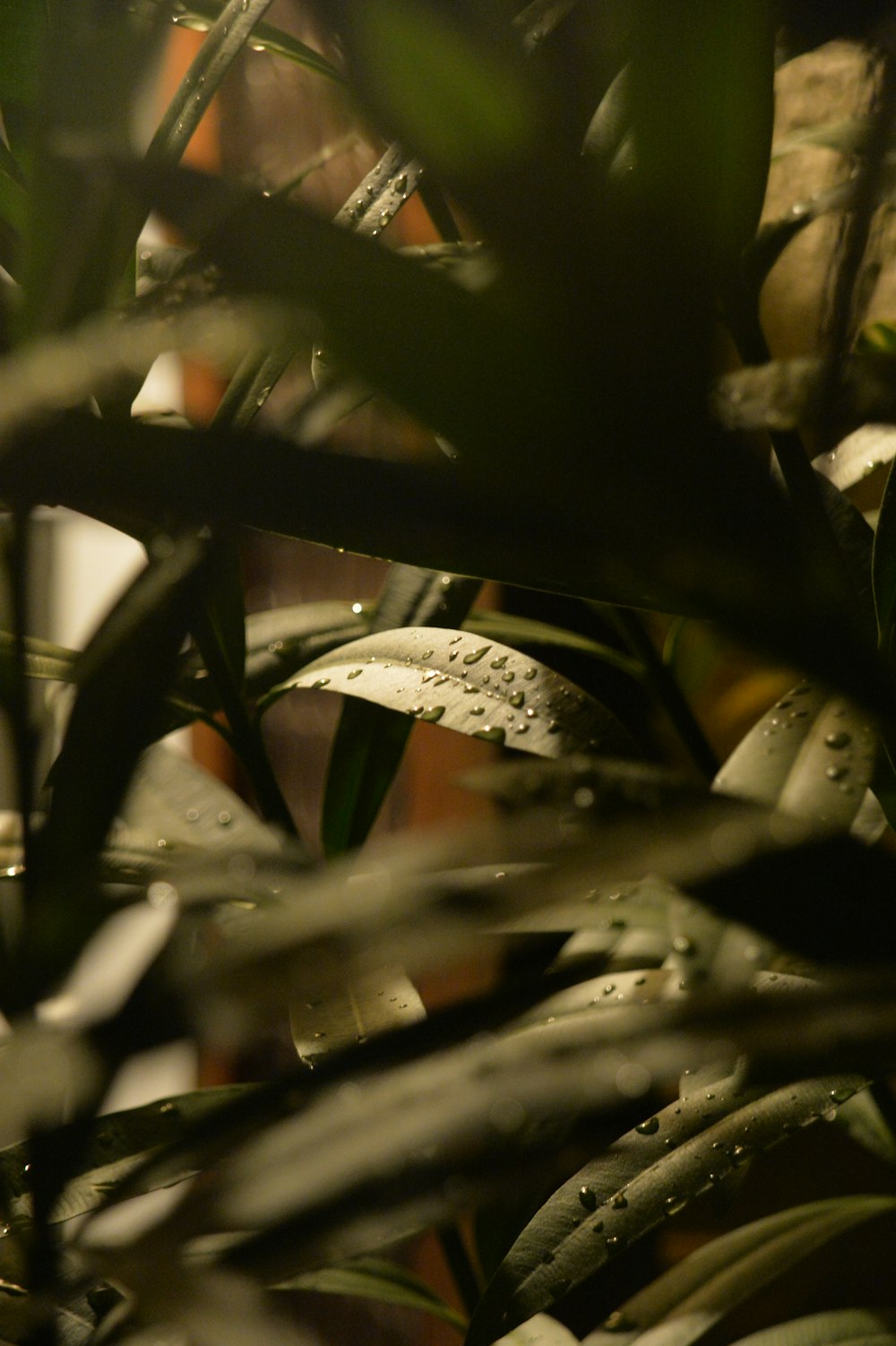 a close up of a plant with water droplets on it