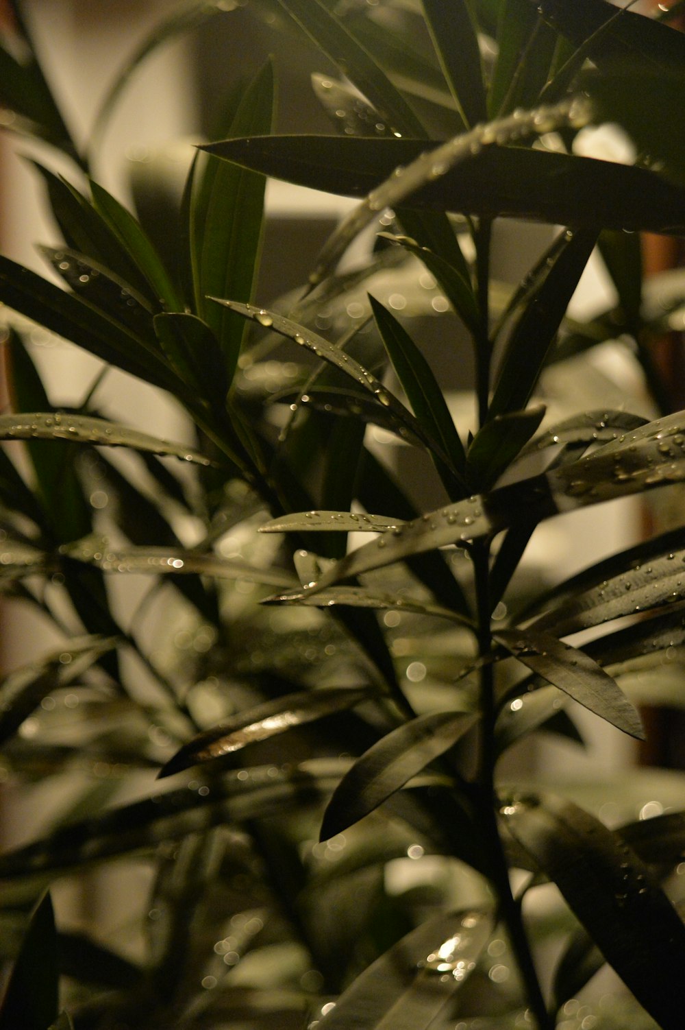 a close up of a plant with water droplets on it