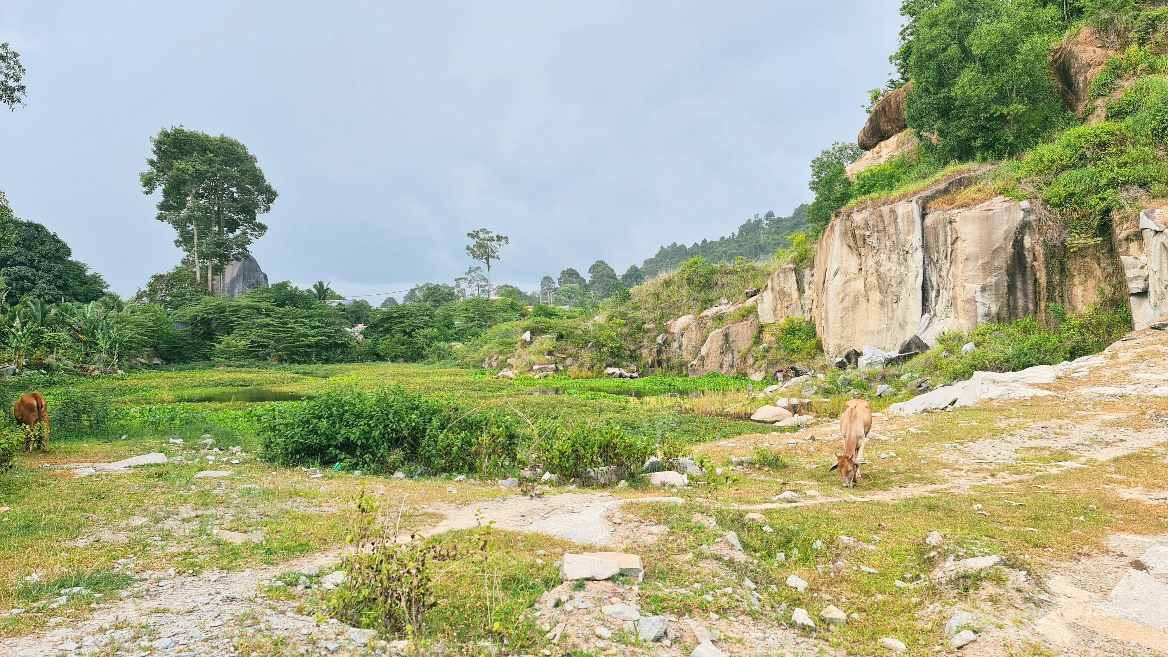beberapa hewan yang berdiri di rumput