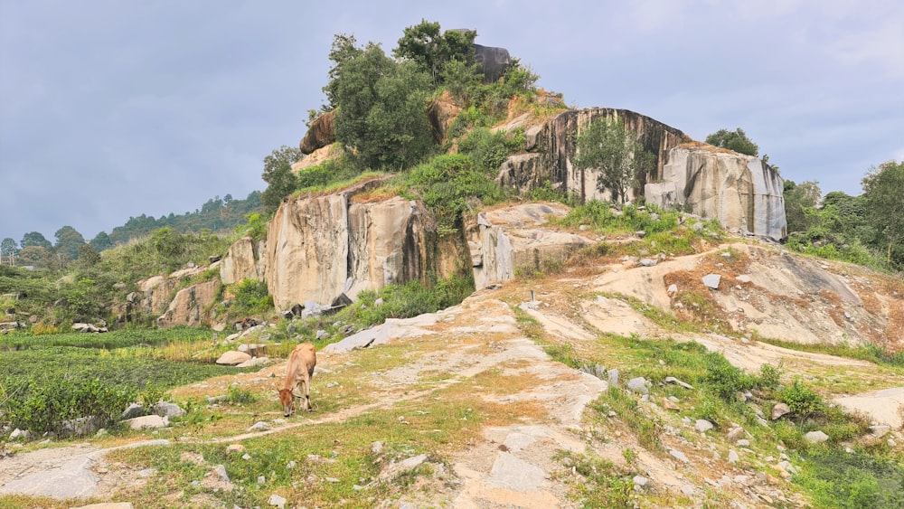 uma vaca em pé no topo de uma encosta verde exuberante