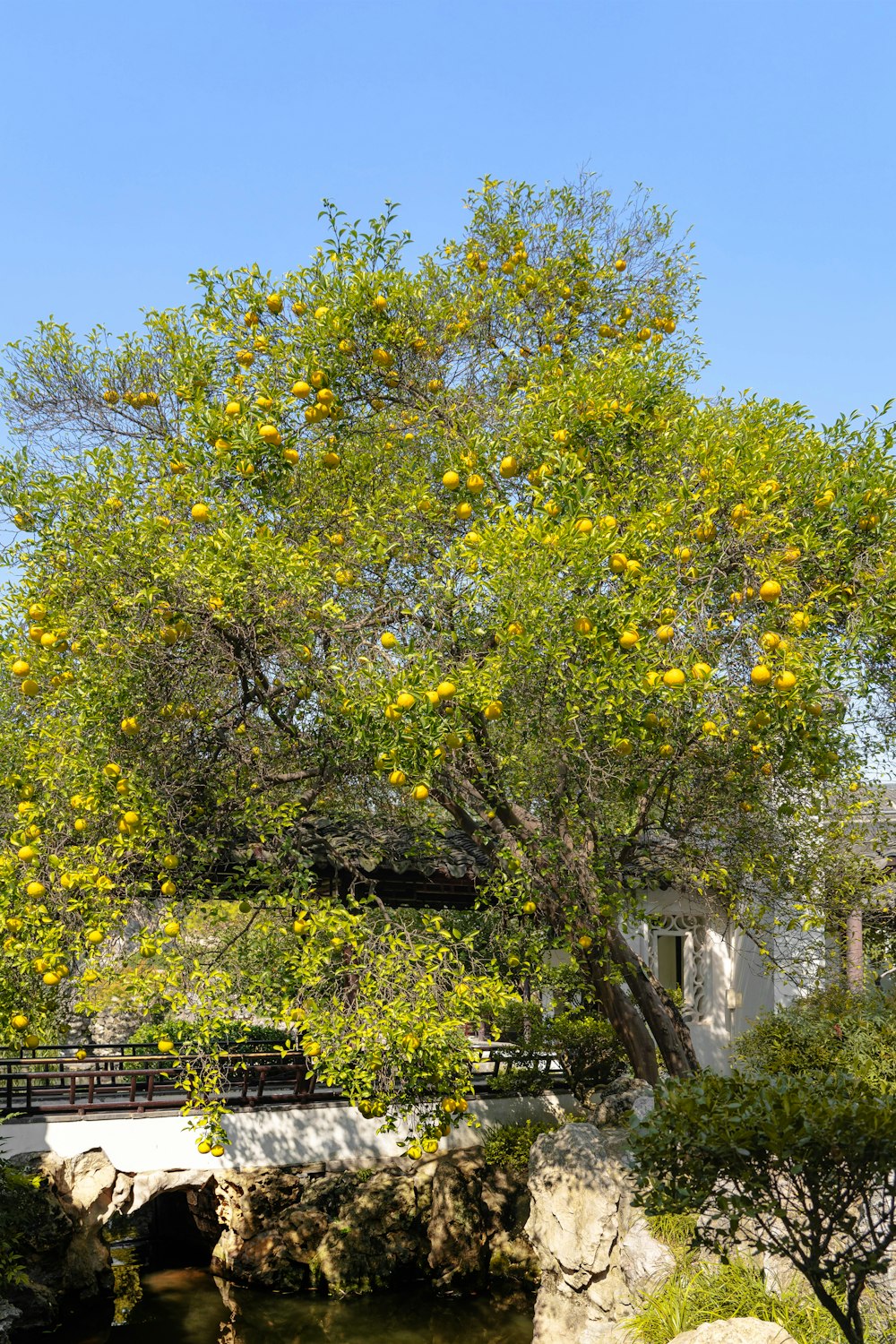 a large tree with lots of yellow fruit on it