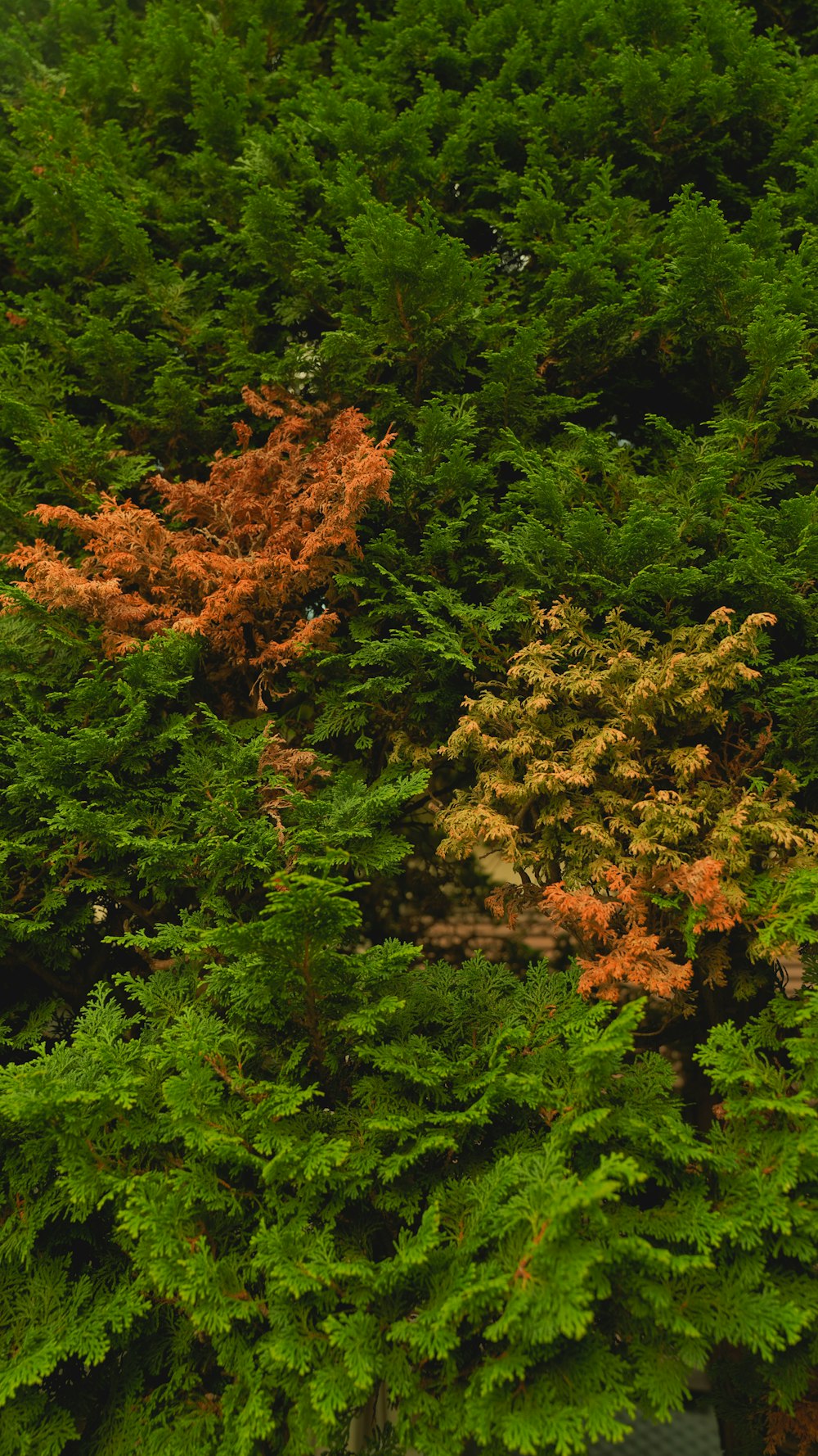 un grupo de árboles con hojas anaranjadas y verdes