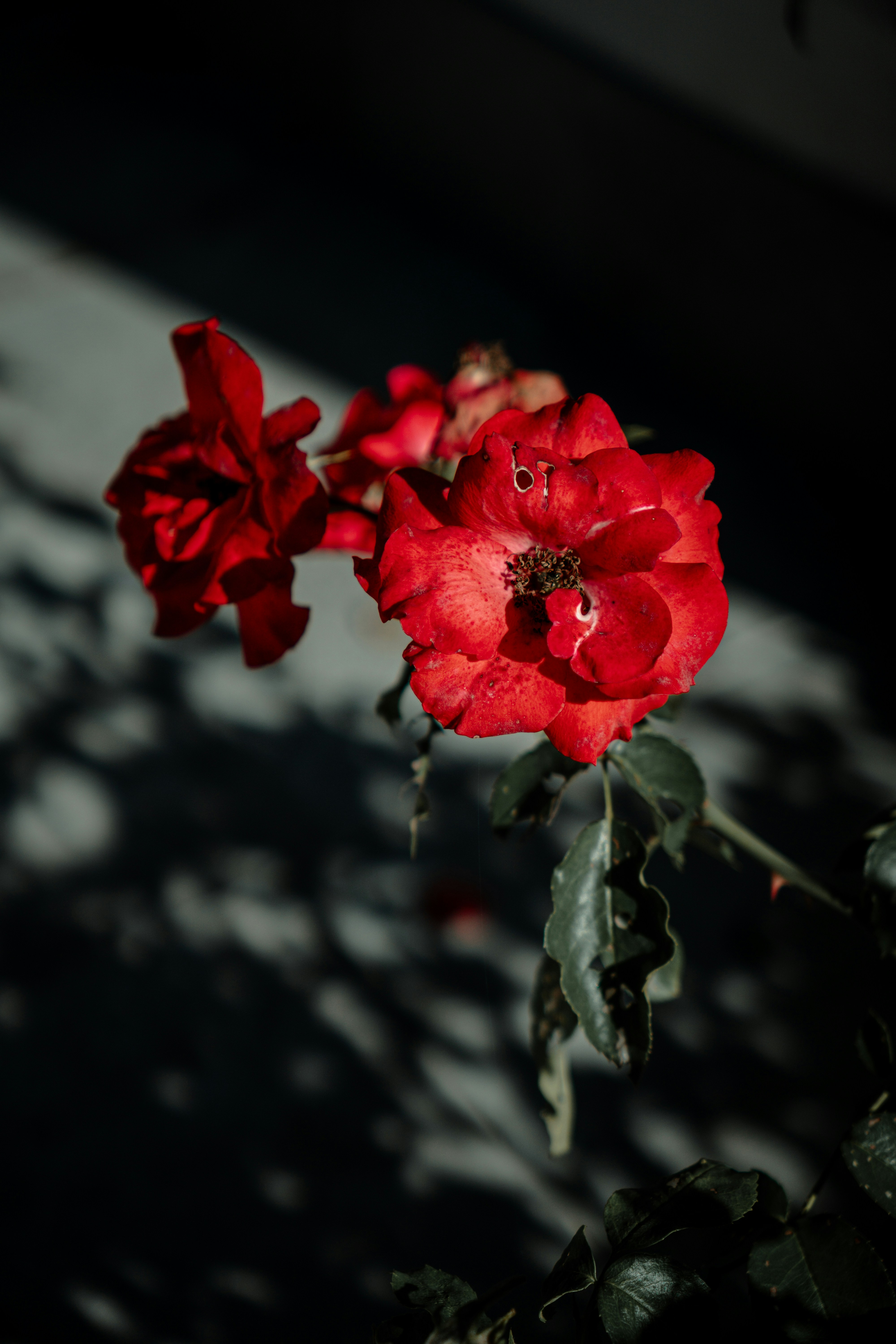Photo by nick23_