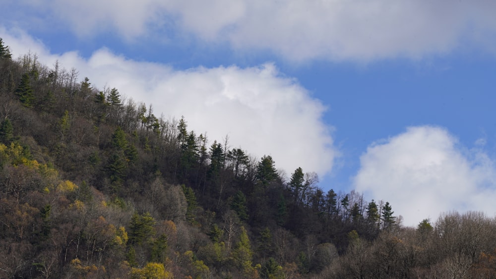 a hillside with trees and clouds in the background
