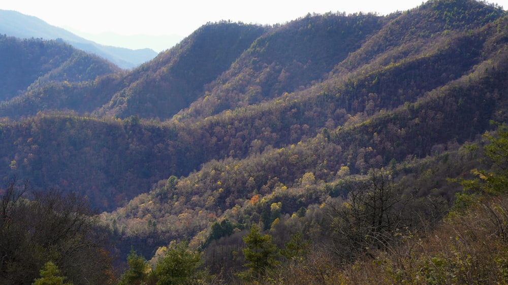 a view of a mountain range with trees in the foreground