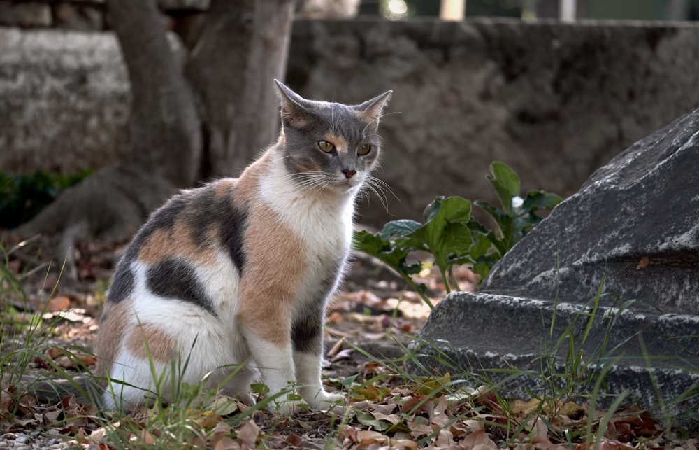 a cat sitting in the grass next to a rock