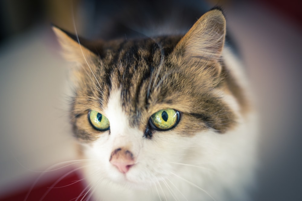 a close up of a cat with green eyes